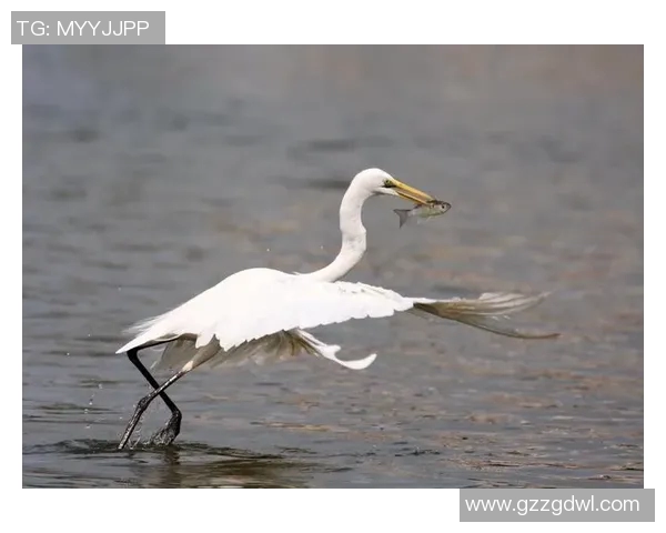 飓风与亚自由文字直播对决精彩瞬间全记录 飓风与亚自由文字直播对决精彩瞬间全记录
